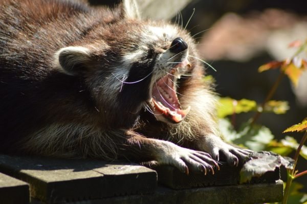 https://www.tricitylocalnews.com/wp-content/uploads/2019/08/raccoon-600x399.jpg