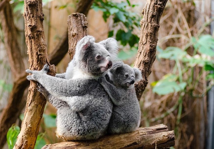 https://www.tricitylocalnews.com/wp-content/uploads/2020/02/Koalas.jpg