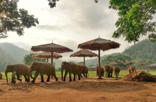 https://www.tricitylocalnews.com/wp-content/uploads/2021/05/Elephant-Nature-Park-600x394.jpg