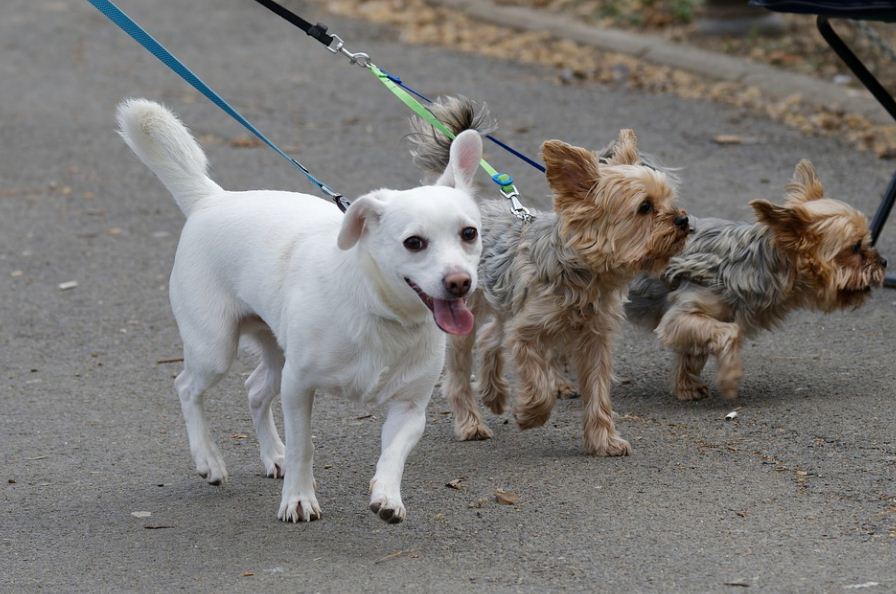 https://www.tricitylocalnews.com/wp-content/uploads/2022/05/dogs-walk.jpg