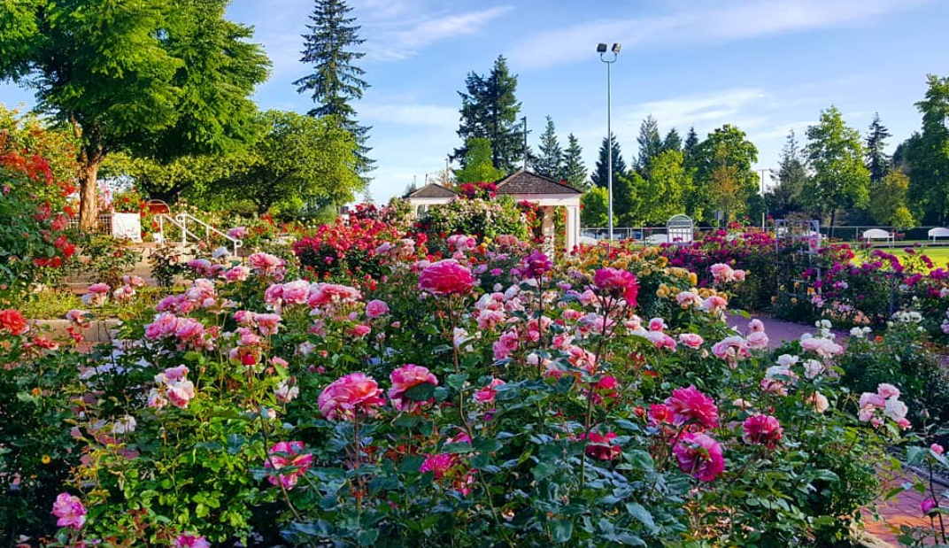 https://www.tricitylocalnews.com/wp-content/uploads/2025/06/roses-5.png