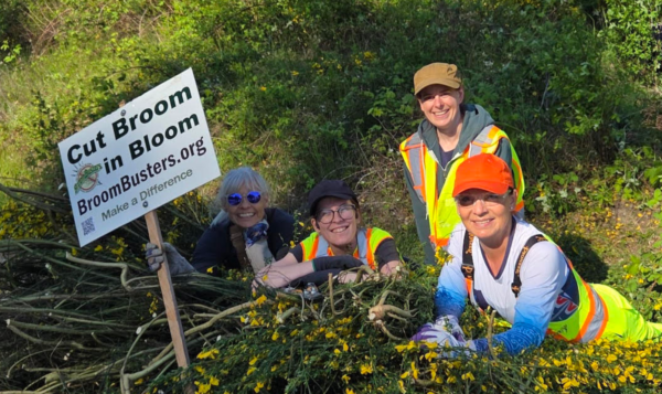 Broom Busters